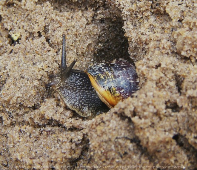 Photo d'Escargot