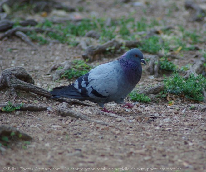 Photo de Pigeon