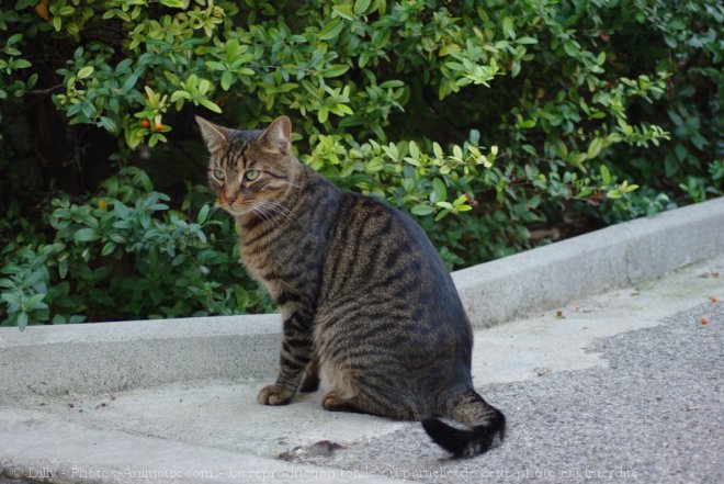 Photo de Chat domestique