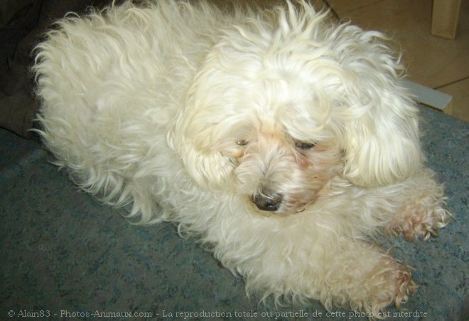 Photo de Bichon maltais