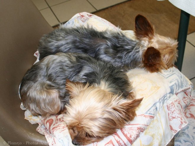 Photo de Yorkshire terrier