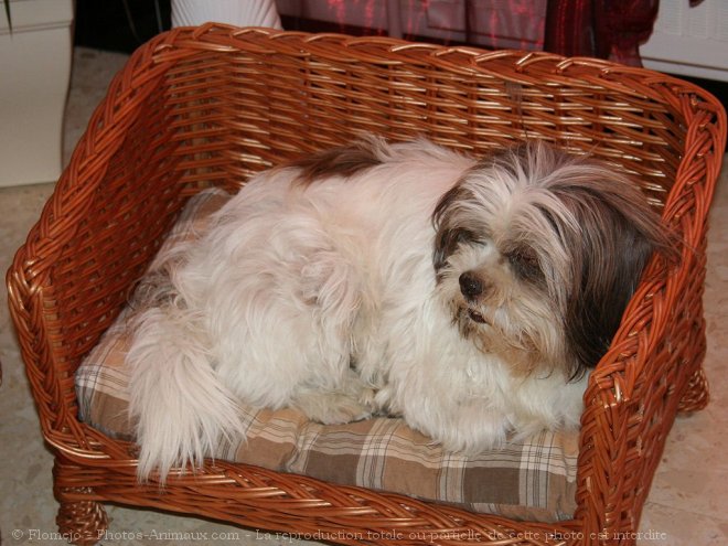 Photo de Lhassa apso