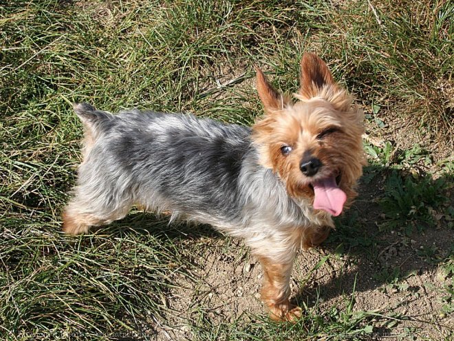 Photo de Yorkshire terrier