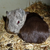 Photo de Cochon d'inde - agouti