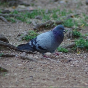 Photo de Pigeon