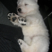 Photo de Berger blanc suisse