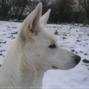 Photo de Berger blanc suisse