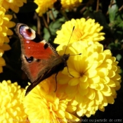 Photo de Papillon - paon du jour