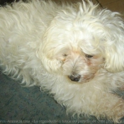 Photo de Bichon maltais