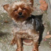 Photo de Yorkshire terrier