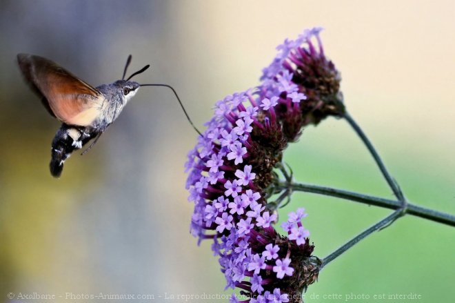 Photo de Papillon