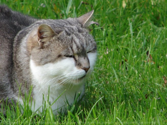 Photo de Chat domestique