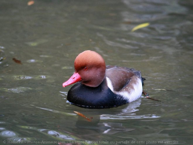 Photo de Canard nette rousse