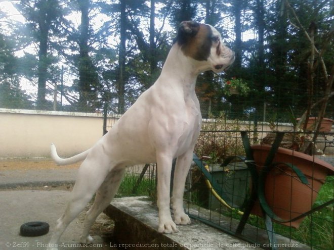 Photo de Boxer