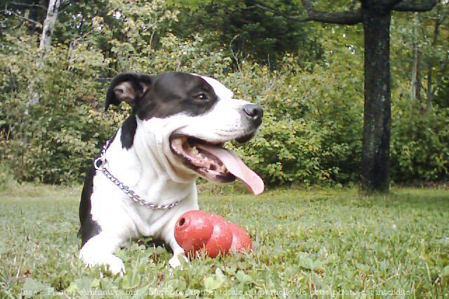 Photo d'American staffordshire terrier