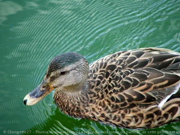 Photo de Canard