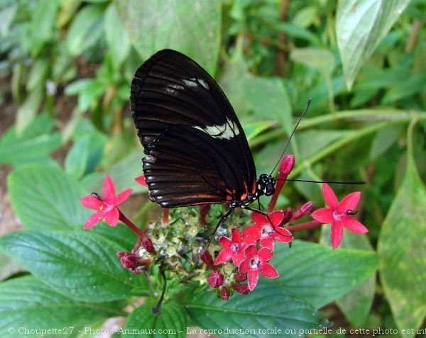 Photo de Papillon