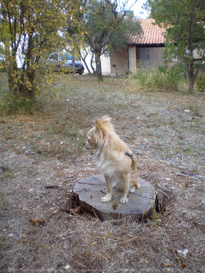 Photo de Chihuahua  poil long