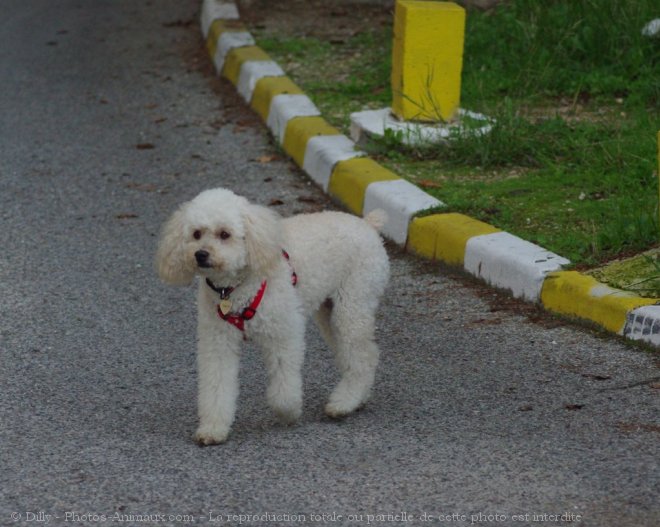 Photo de Caniche moyen