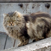 Photo de Chat domestique