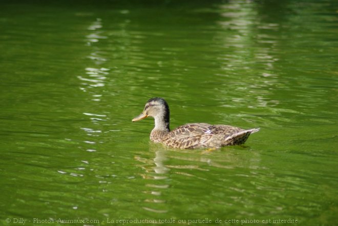 Photo de Canard colvert