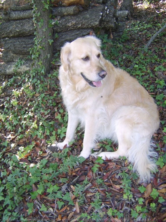 Photo de Golden retriever