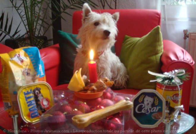 Photo de West highland white terrier