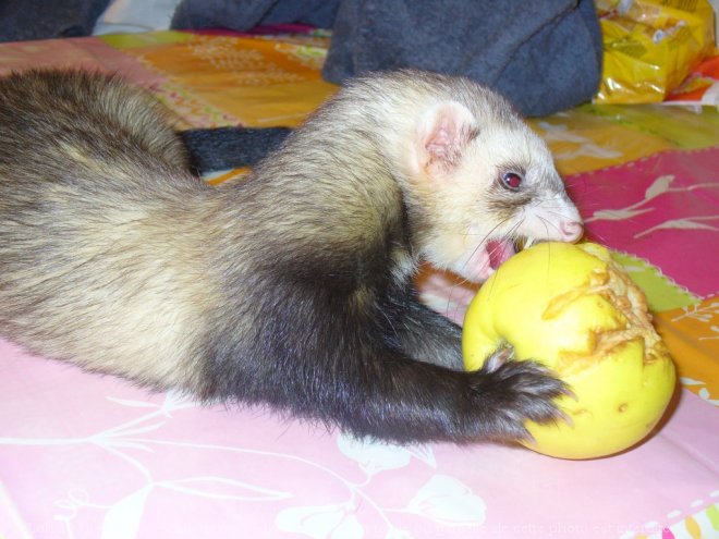 Photo de Furet