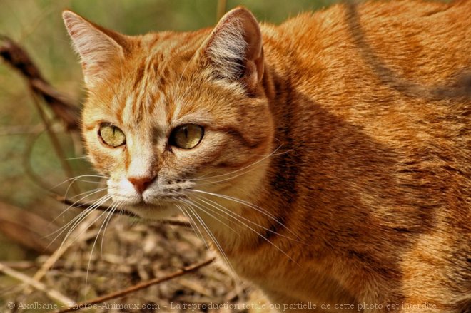 Photo de Chat domestique