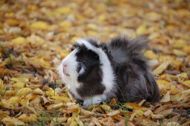 Photo de Cochon d'inde - abyssin / rosette