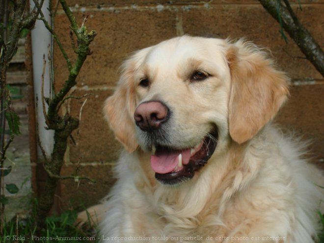 Photo de Golden retriever