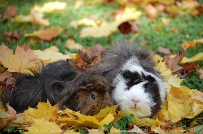 Photo de Cochon d'inde - races diffrentes