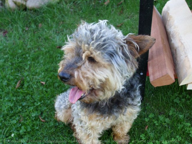 Photo de Fox terrier  poil lisse