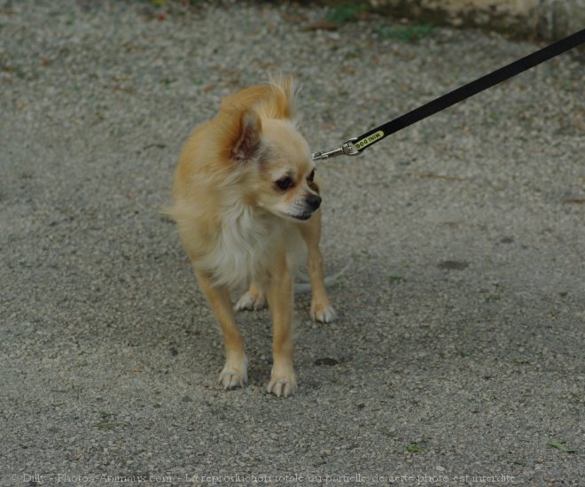 Photo de Chihuahua  poil long