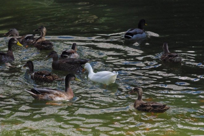 Photo de Canard colvert