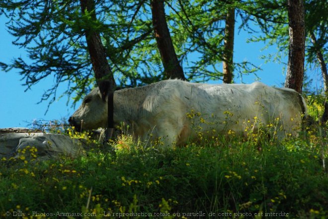 Photo de Vache