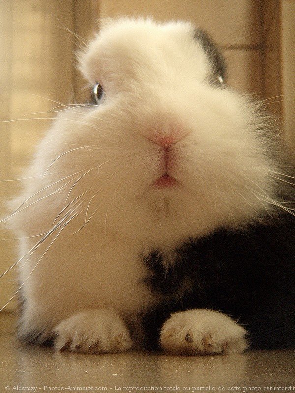 Photo de Lapin