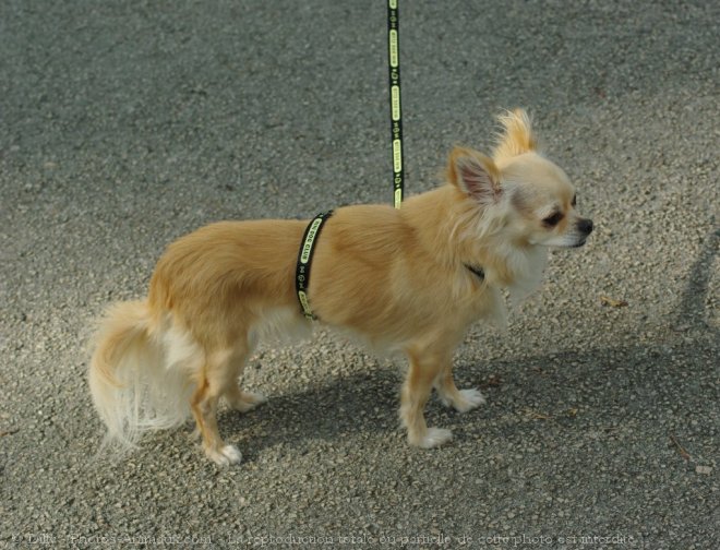 Photo de Chihuahua  poil long