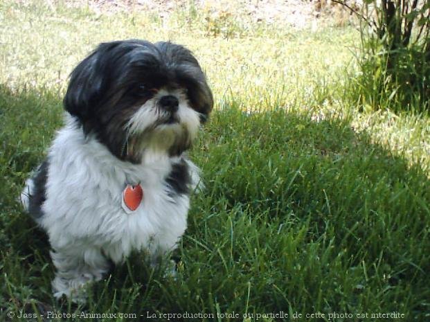 Photo de Shih tzu