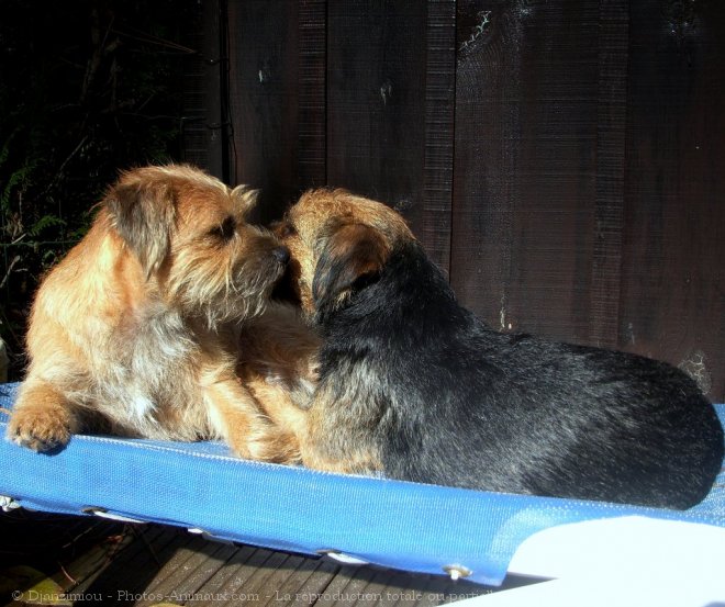 Photo de Border terrier