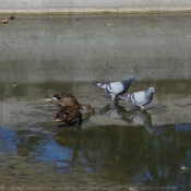 Photo de Races diffrentes