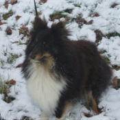 Photo de Chien de berger des shetland