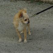 Photo de Chihuahua  poil long