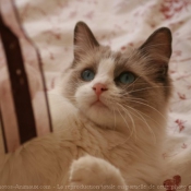 Photo de Ragdoll