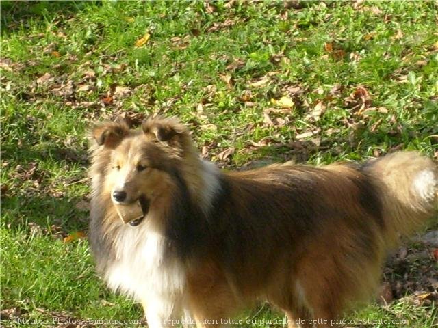 Photo de Chien de berger des shetland