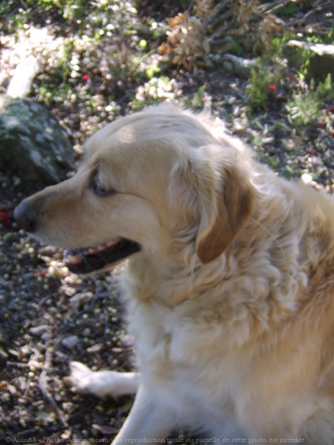 Photo de Golden retriever