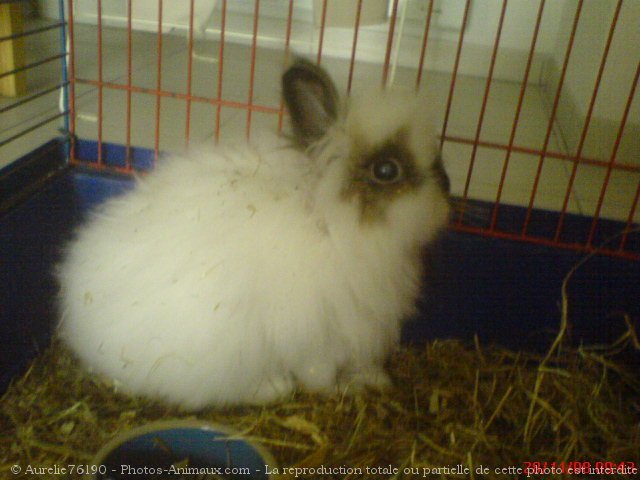 Photo de Lapin