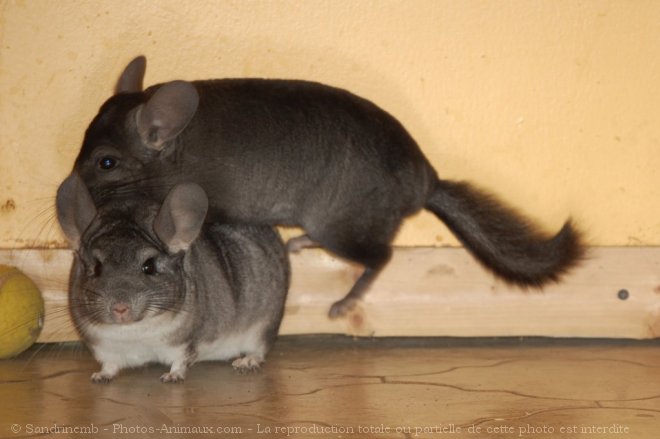 Photo de Chinchilla