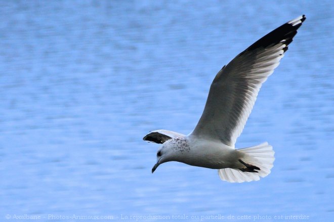 Photo de Mouette