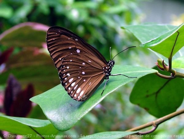 Photo de Papillon